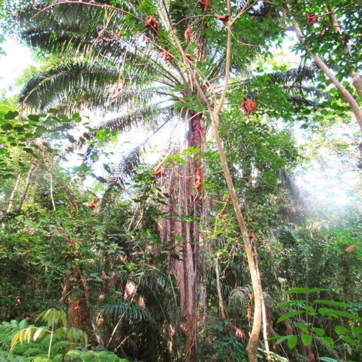 66731040_453202412168946_4167049898476175360_n